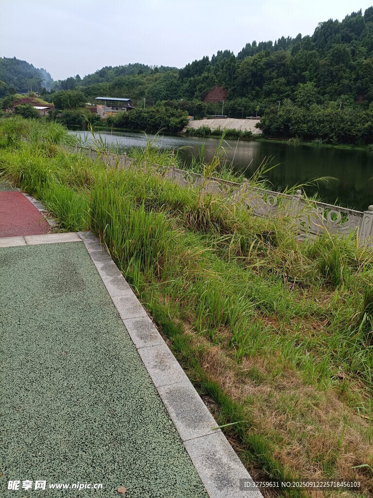 湖边步道旁的自然景致