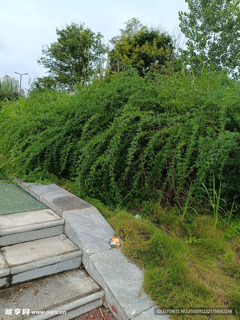 户外绿植环绕的石阶小径