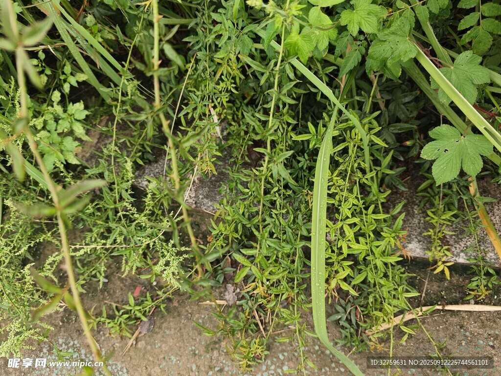 野外丛生的多样绿色植物