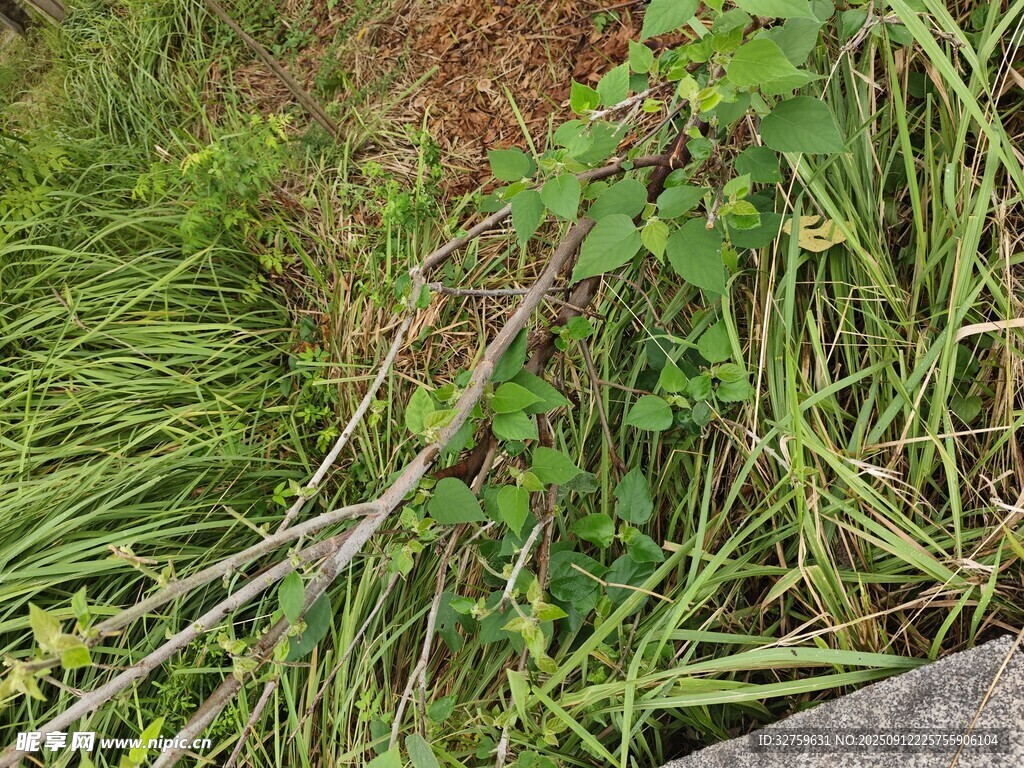 路边杂草与树枝景象