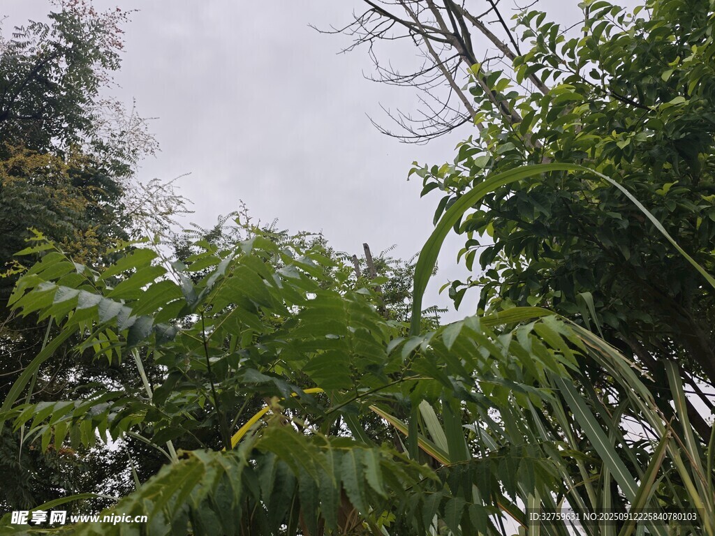 仰视繁茂绿植景观