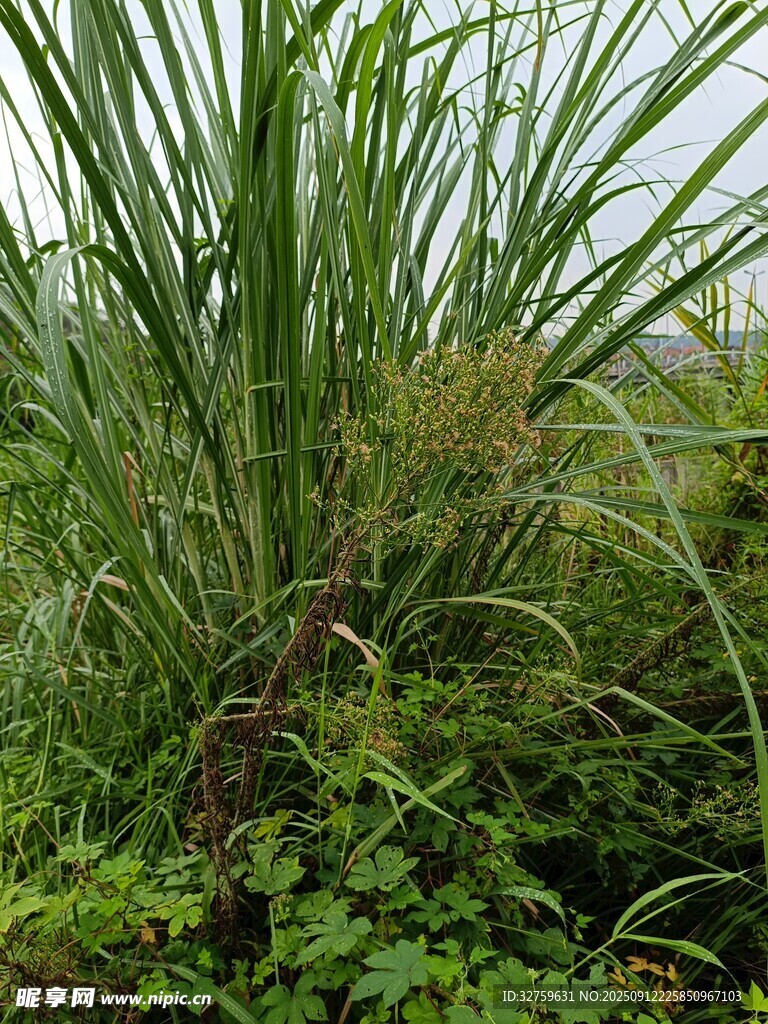 茂盛的绿色植物景观