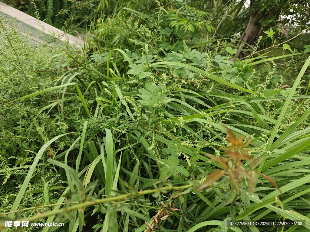 野外繁茂的绿色植物丛
