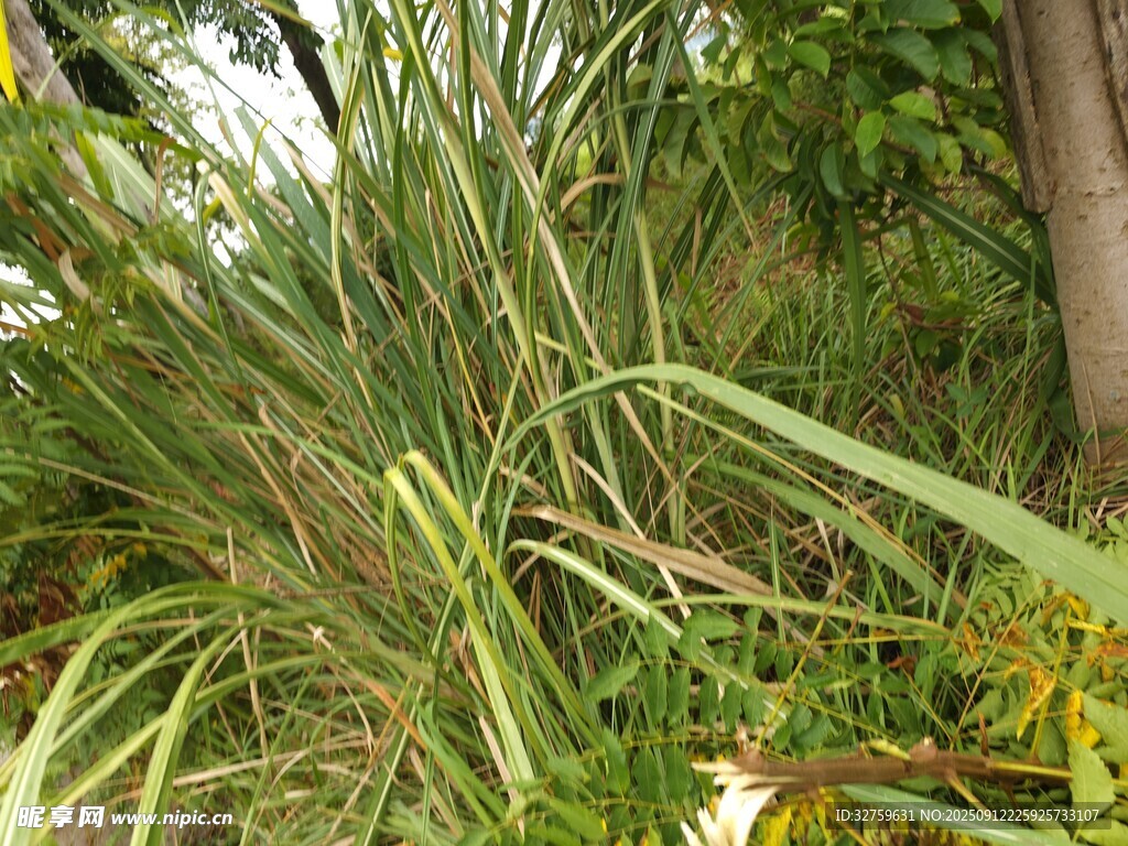 茂密绿植景观