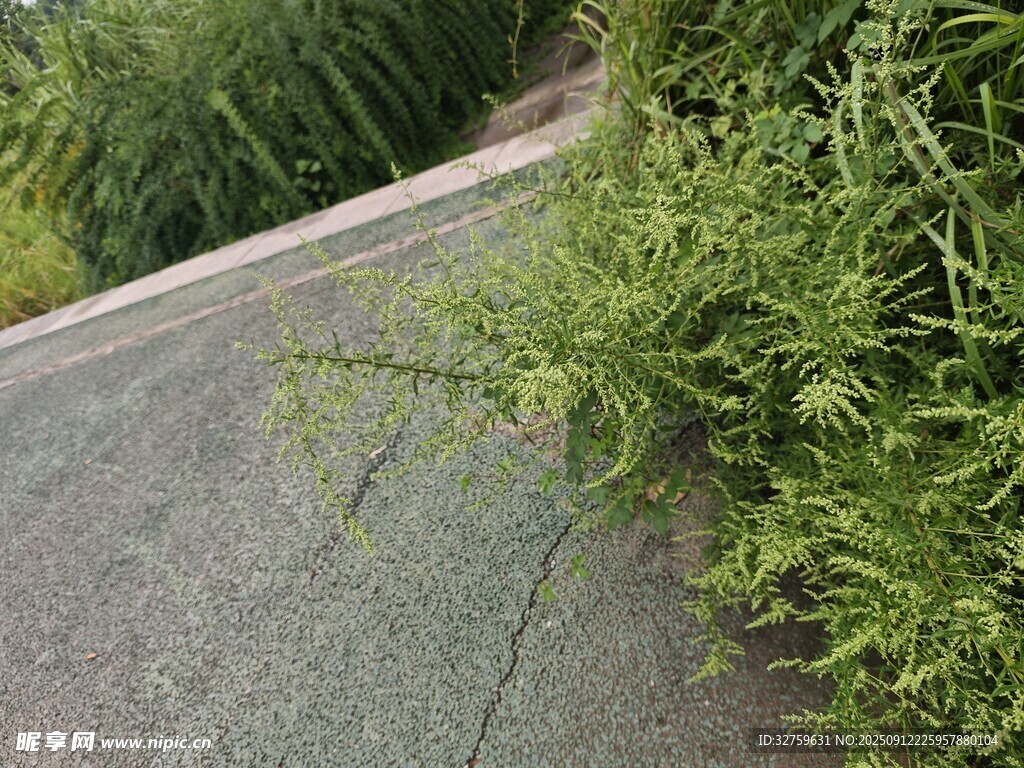 路边绿植景观