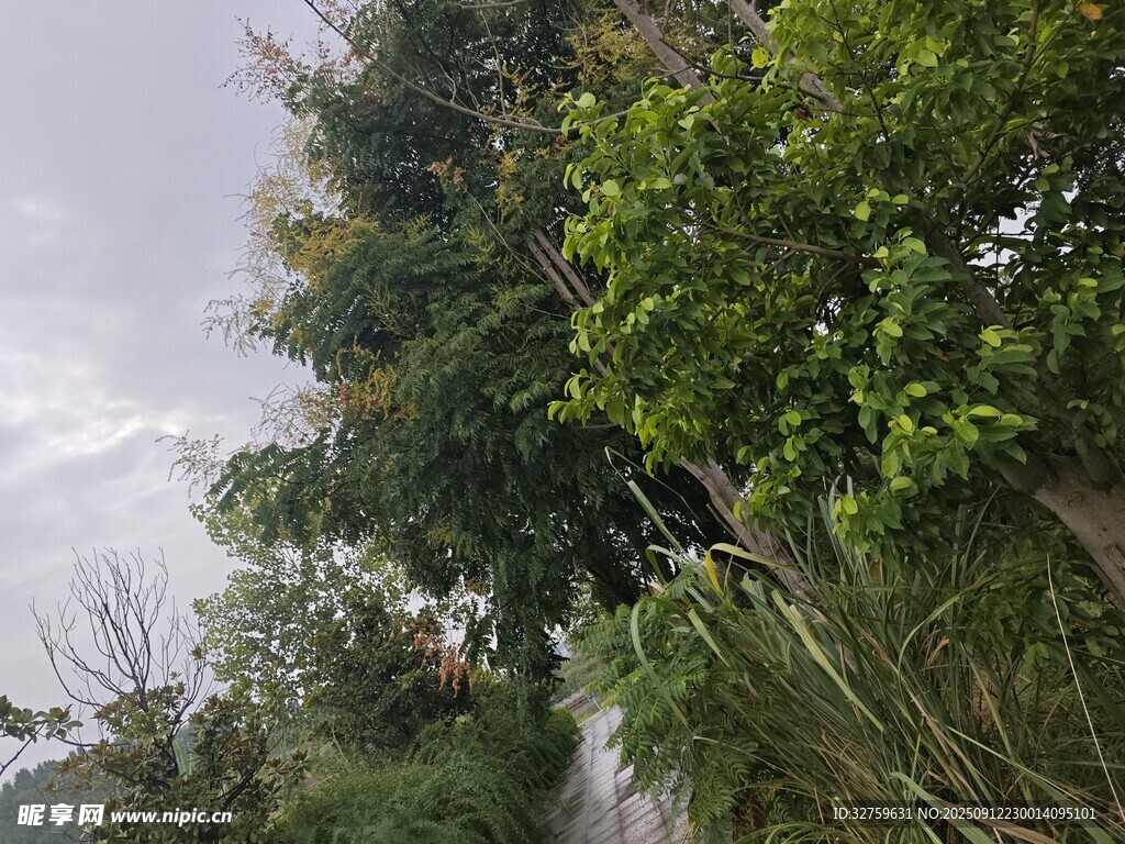 山间绿意盎然的植被小径