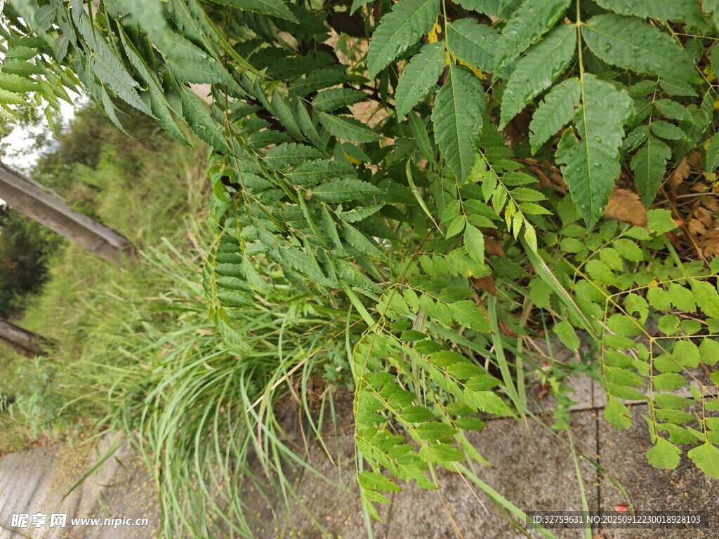 路边繁茂绿植景观