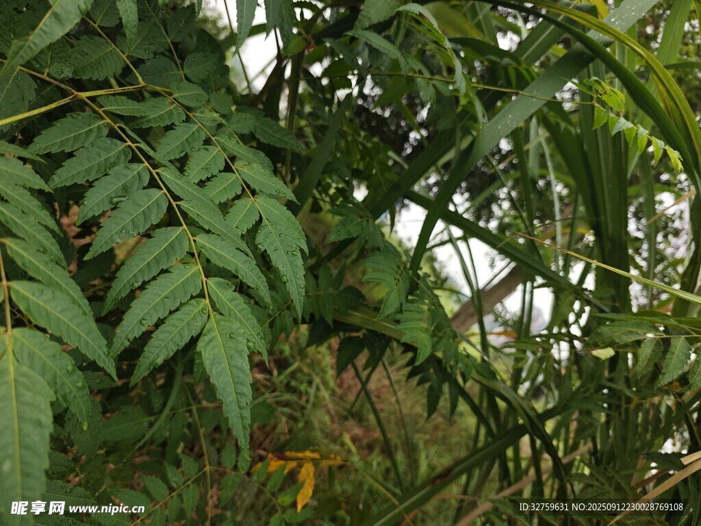 茂密丛林中的蕨类植物
