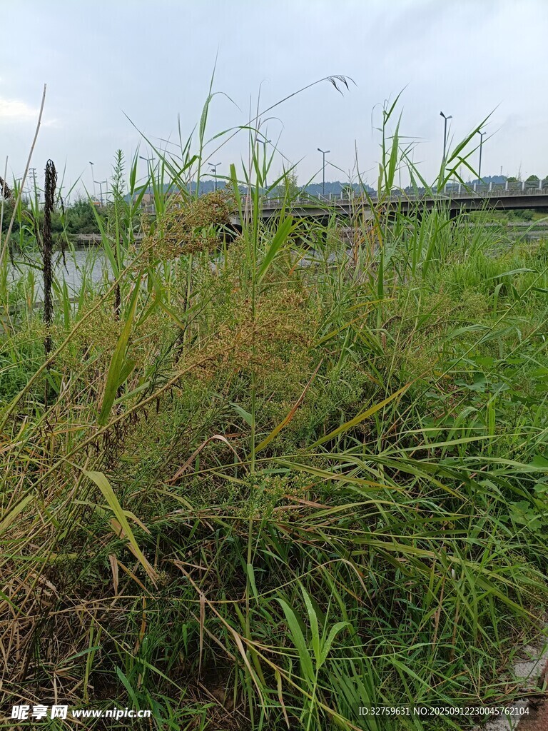 野外茂盛的绿色杂草景观