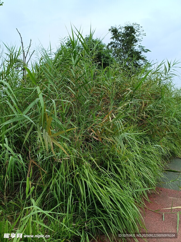 茂盛的绿色芦苇丛
