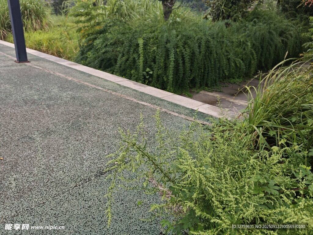 户外绿植环绕的步道