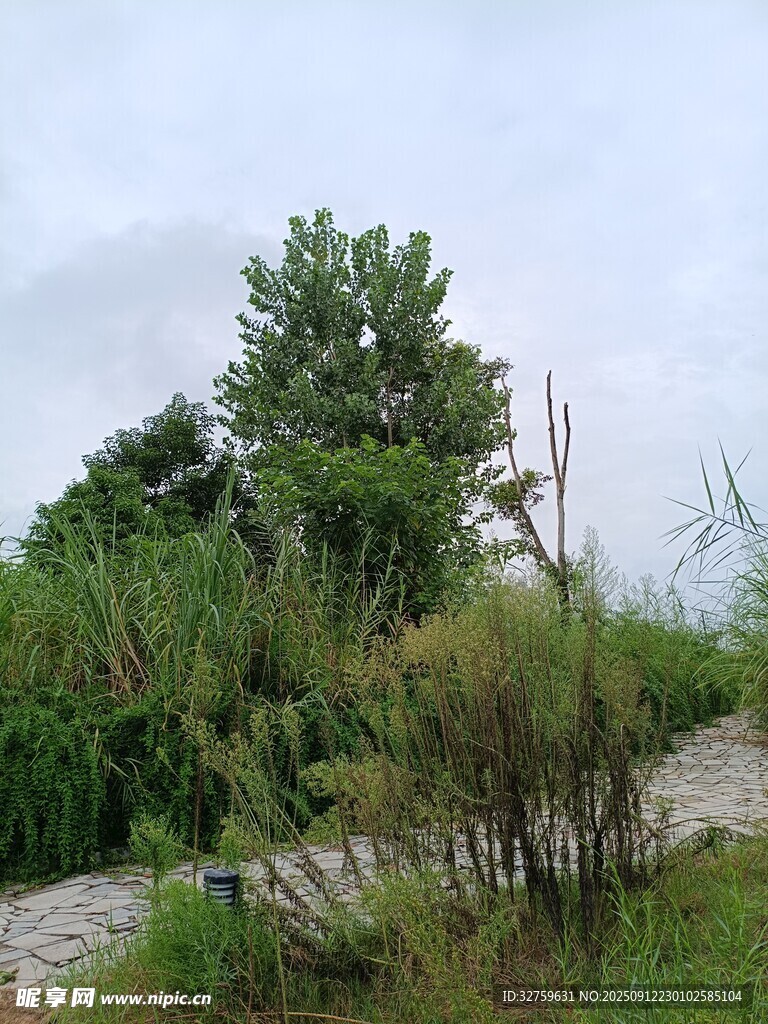 野外绿植景观