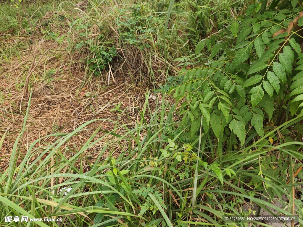 野外草地绿植景象