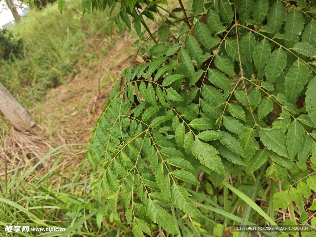 山坡上的繁茂绿色植物