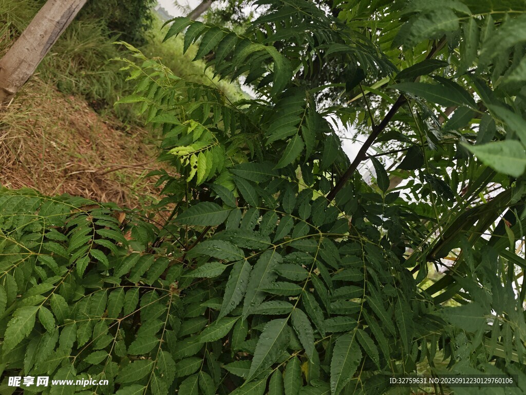 繁茂绿植的自然景致