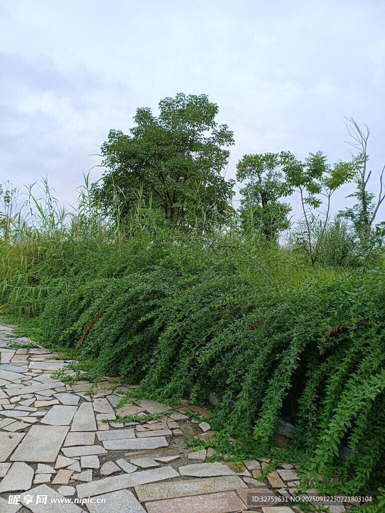 石径旁的繁茂绿植景观
