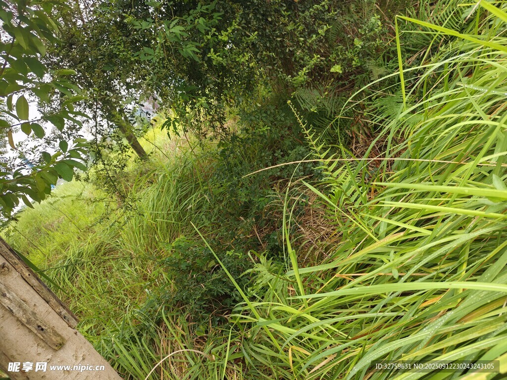 路边茂盛的绿色草丛