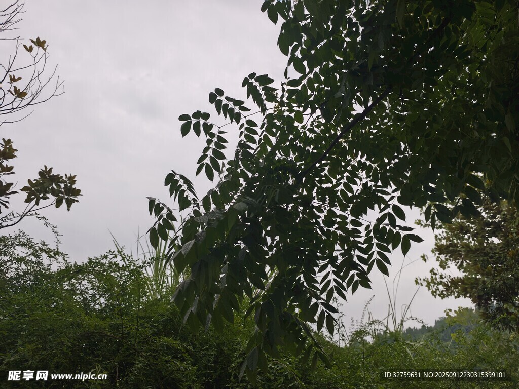 繁茂绿树展现自然景致