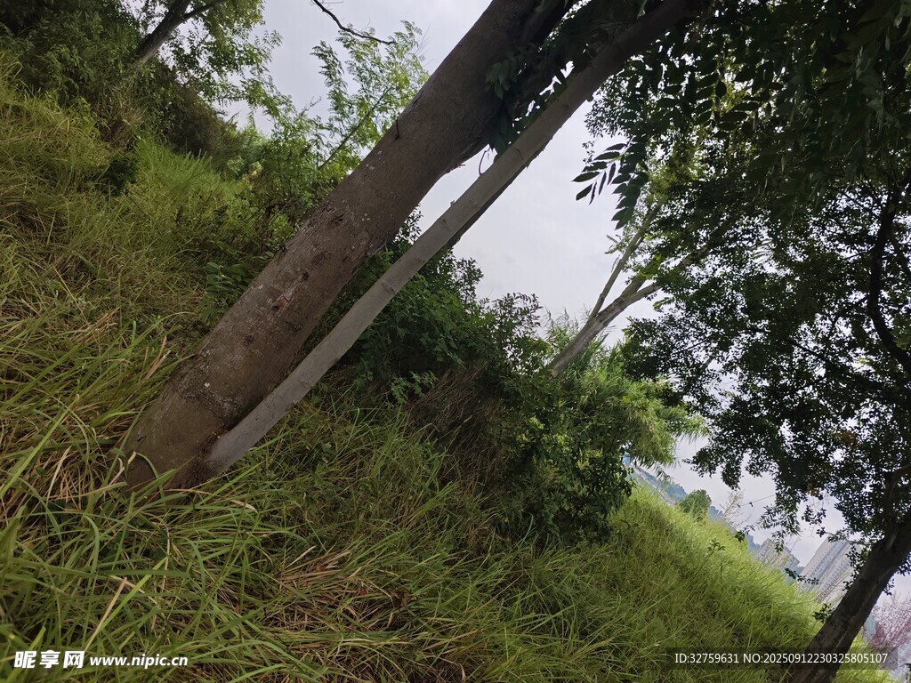 野外木桩立于绿草间