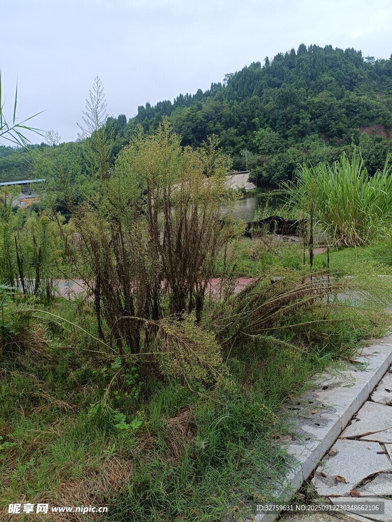 山间石板小径