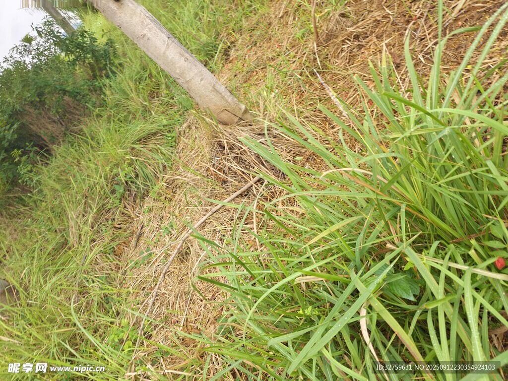 野外草地中的倾斜木杆