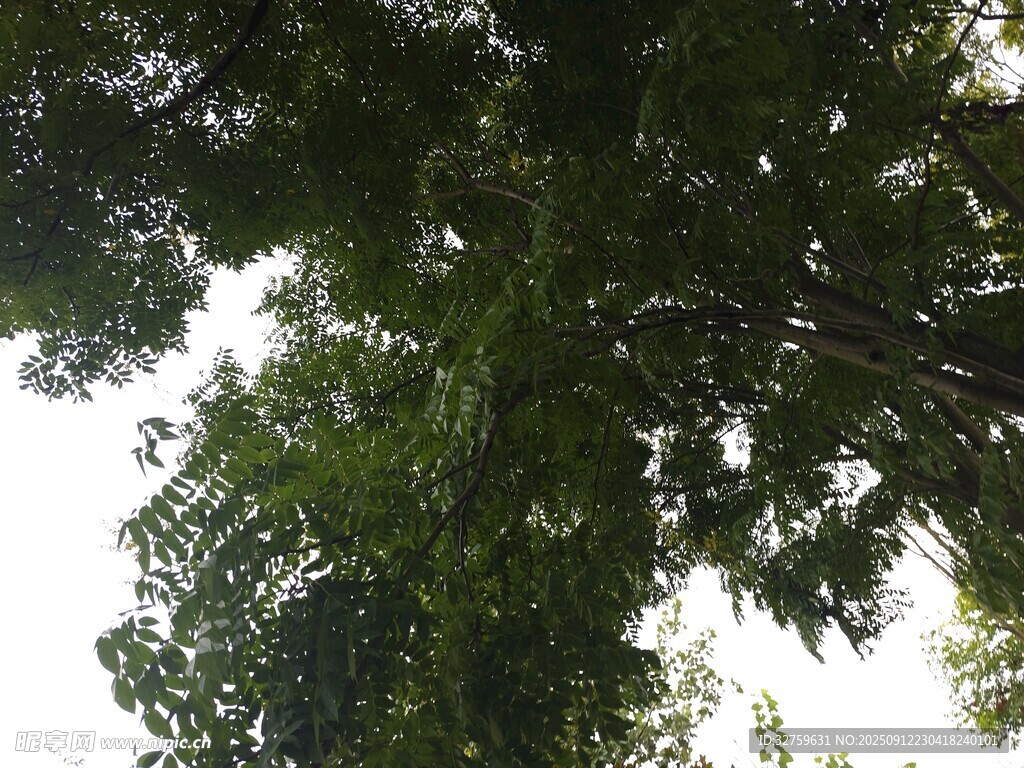 仰视茂密树冠