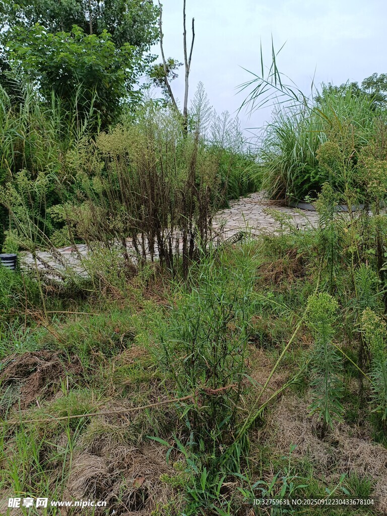 野外杂草丛生的自然景象