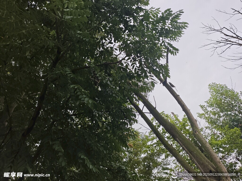 仰视茂密树林景观