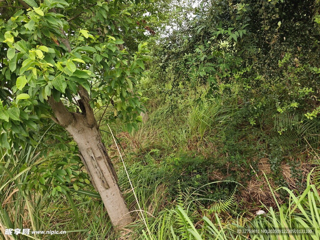 野外木牌立于绿植间
