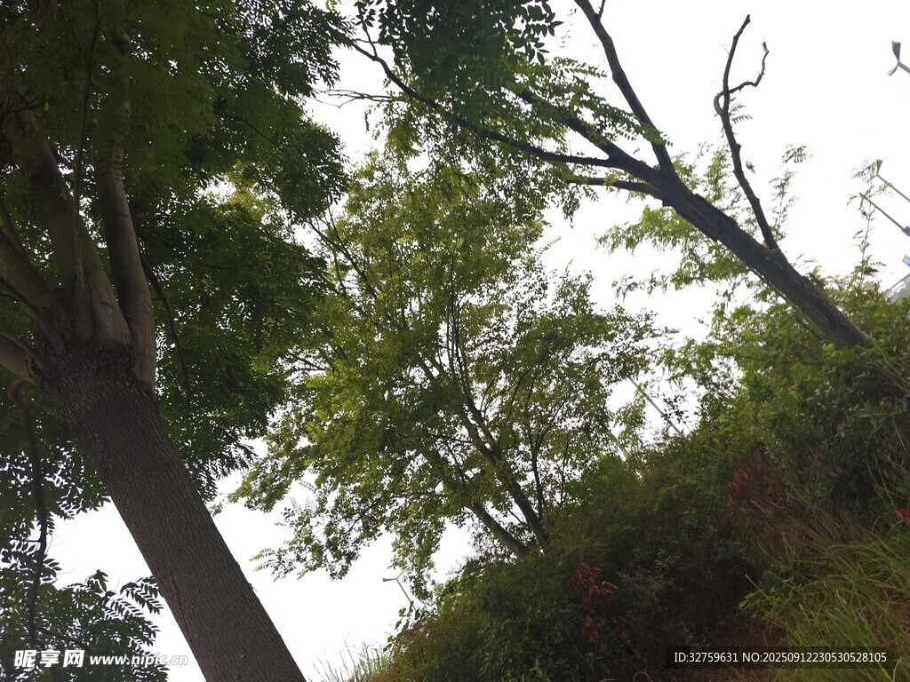 山林间倾斜树木景象