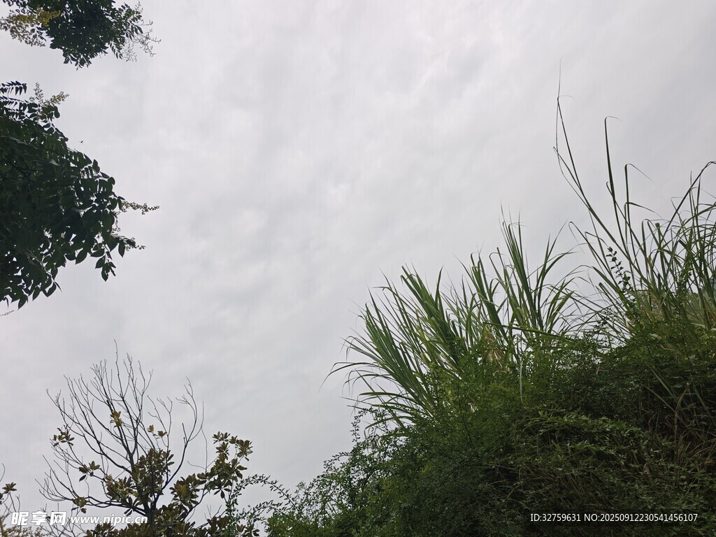 仰视天空下的绿植景观