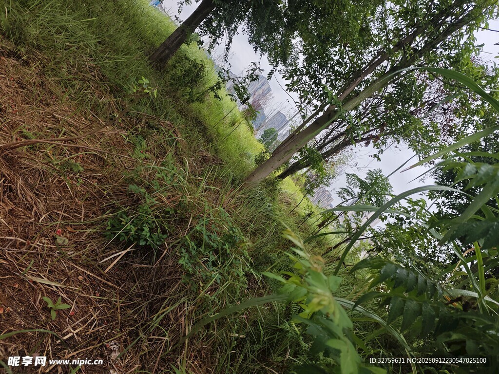 林间草地自然风景图
