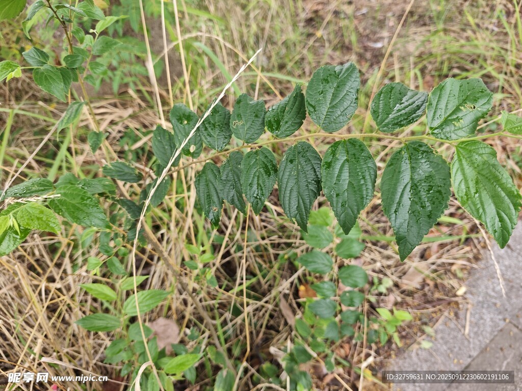 野外生长的绿色羽状植物
