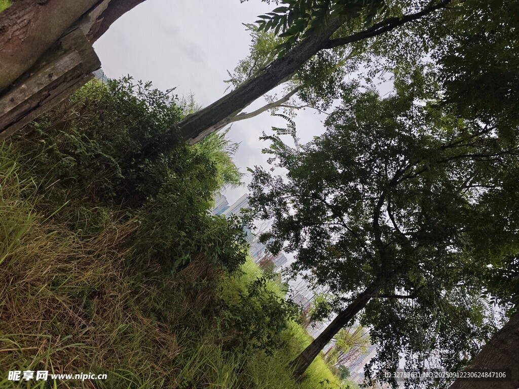 林间草木繁茂的自然景象