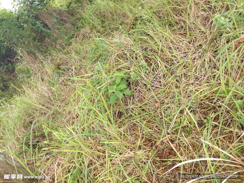 野外丛生的繁茂杂草