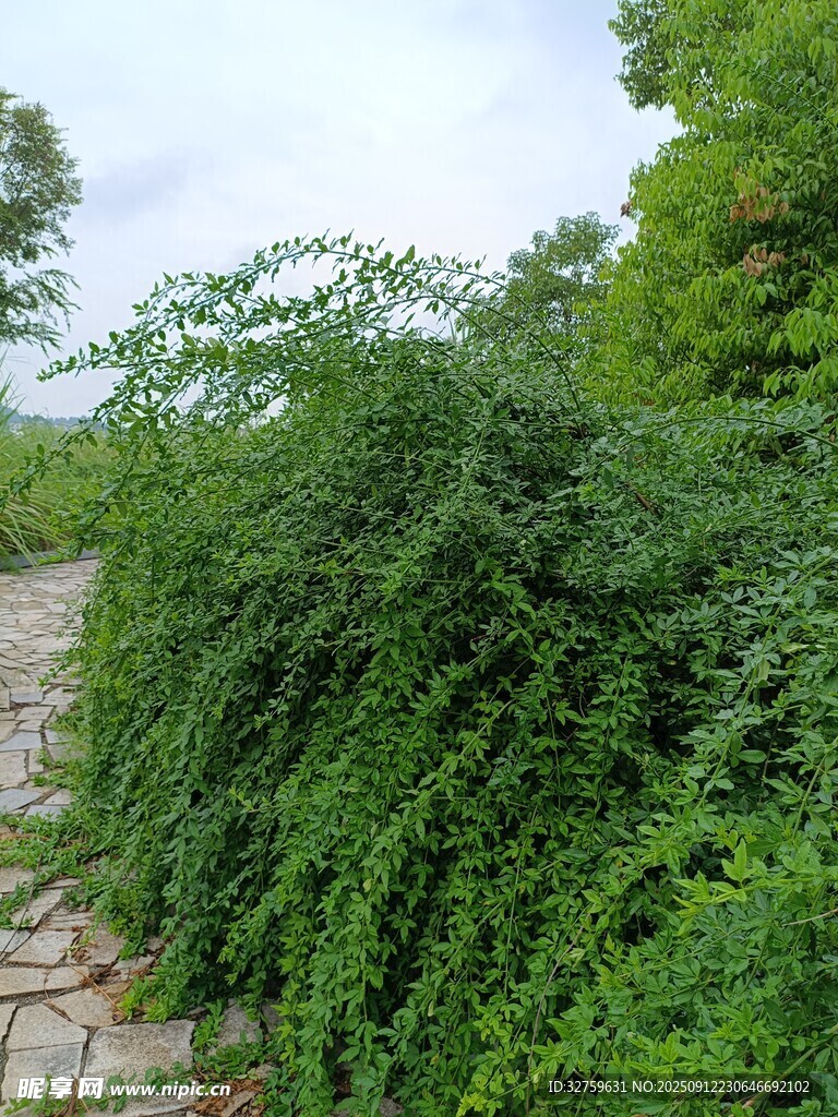繁茂绿植覆盖的石砌小径
