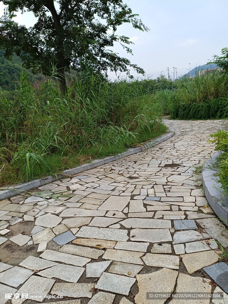 石板小径穿入葱郁草木