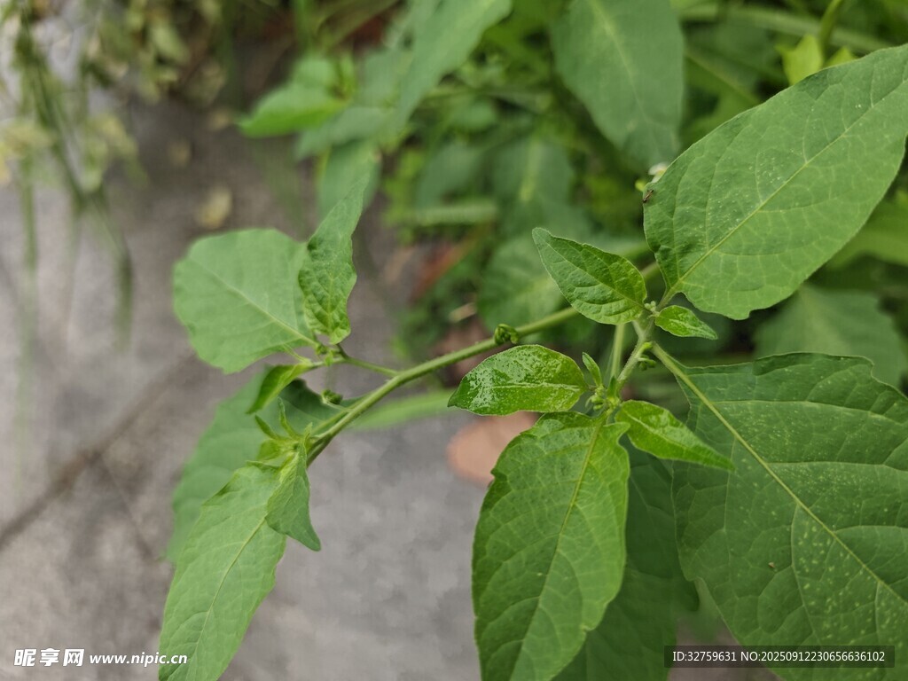 嫩绿植物枝叶特写