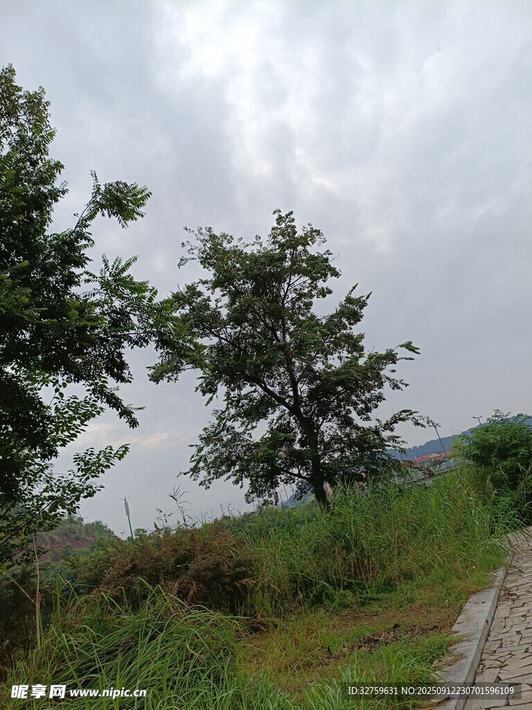 户外绿树风景