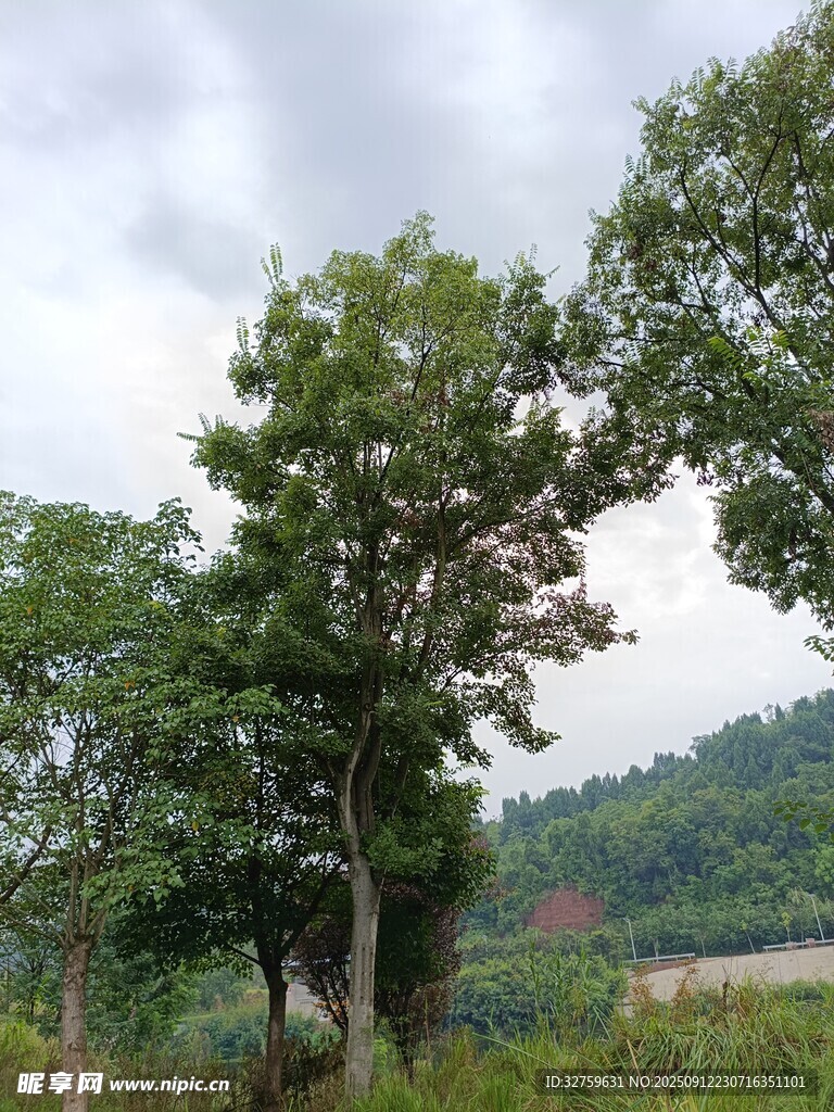 乡村绿树风景