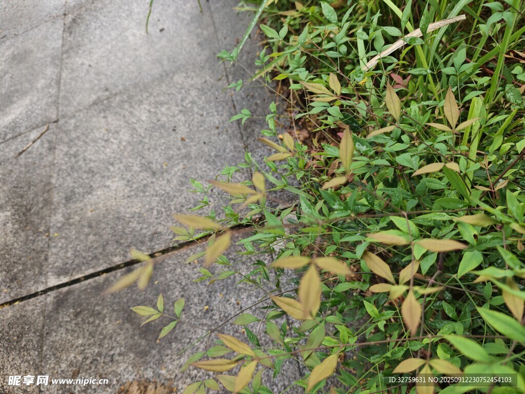 水泥边的蓬勃绿植