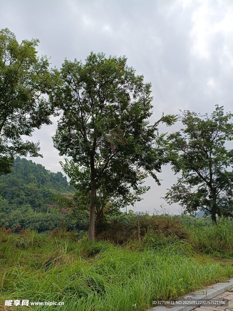 乡村路边绿树与草地景观