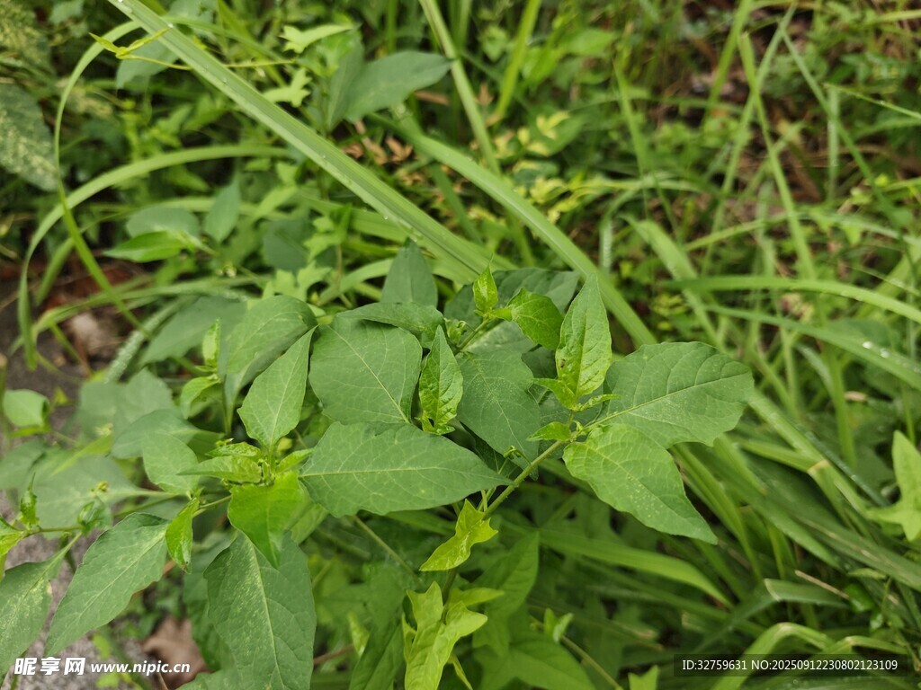茂盛的绿色植物