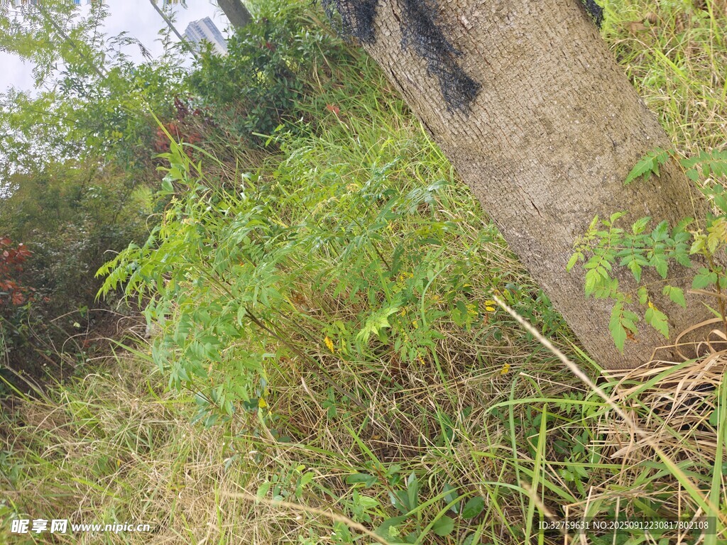野外杂草丛生的墙边景象