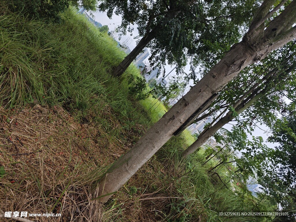 林间树木与草地景象