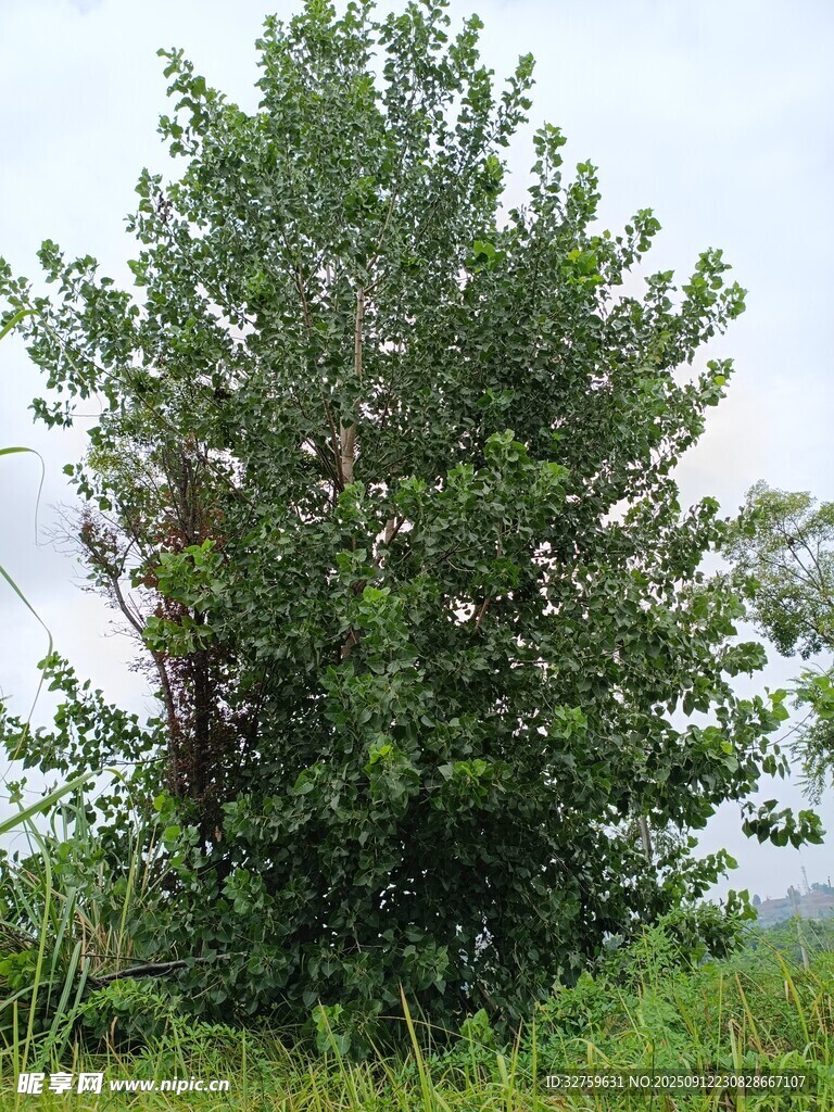 茂盛绿树屹立于草地