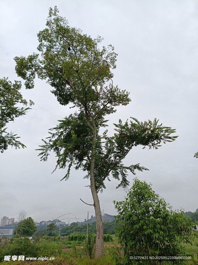 野外挺立的茂盛绿树