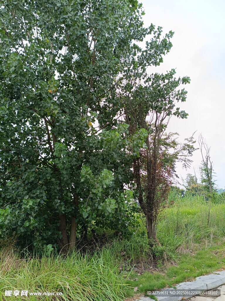 野外绿树草地景象