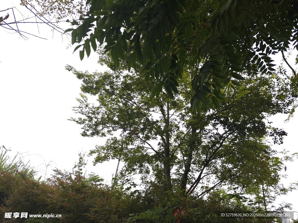 户外绿树景致