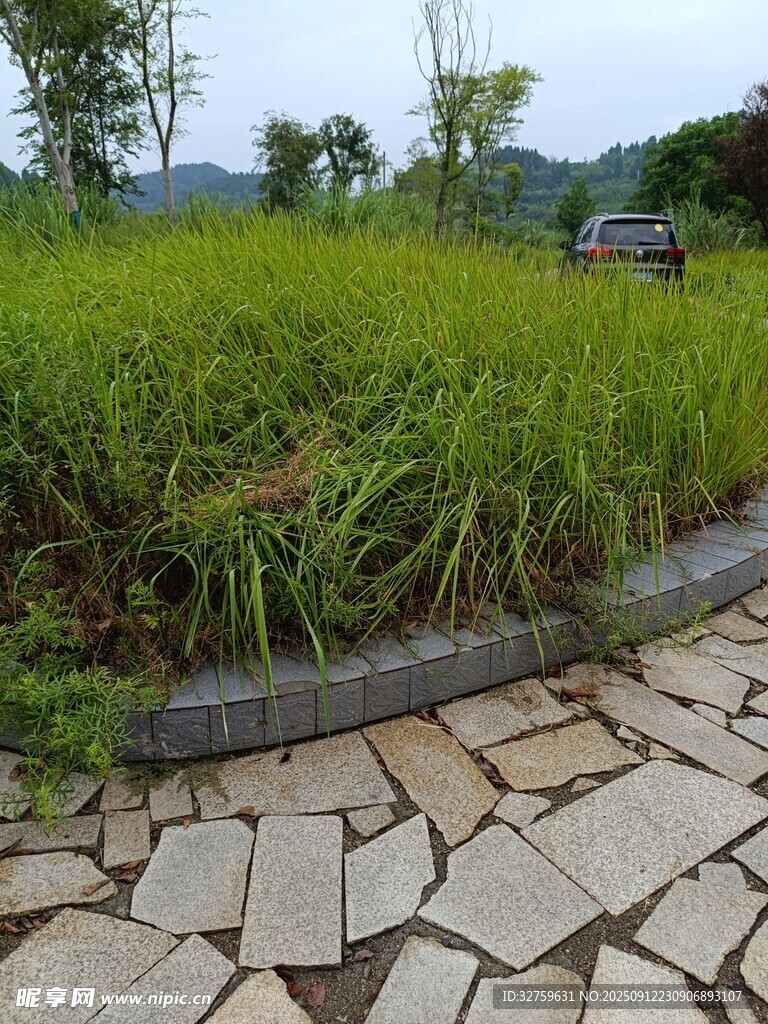 石径旁的翠绿草地景观